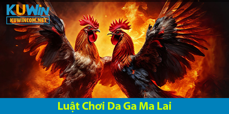 Đá Gà Malaysia: Khám Phá Luật Chơi Và Các Lọai Hình Đá Gà